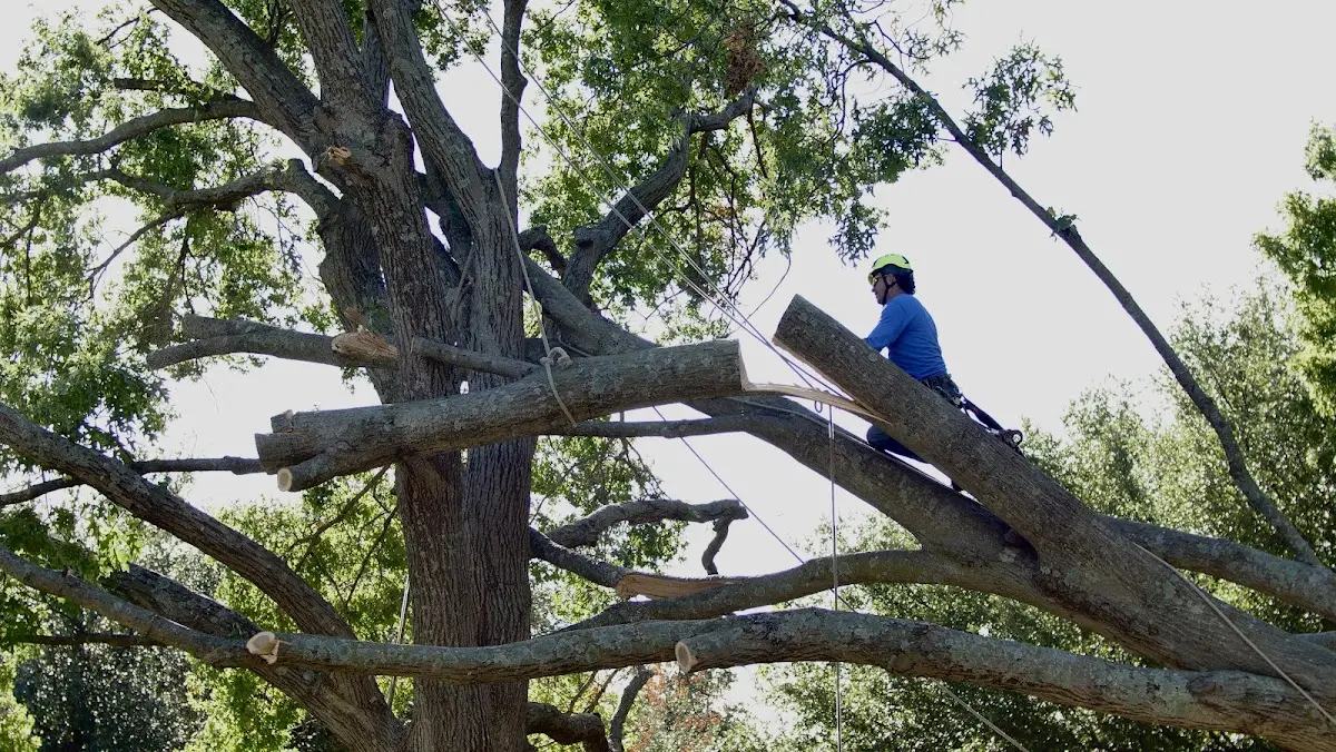 Professional Crown Thinning performed by certified arborists in Thornville
