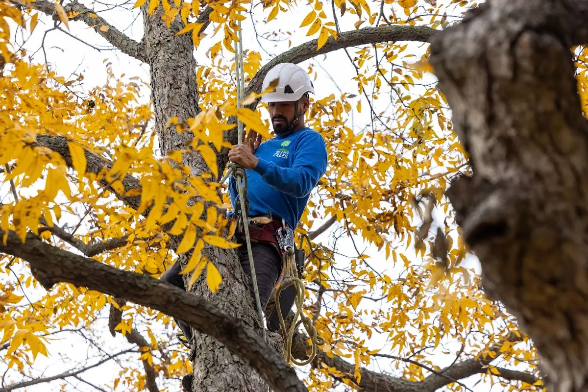 Skilled Tree Pruning crew working in Thornville