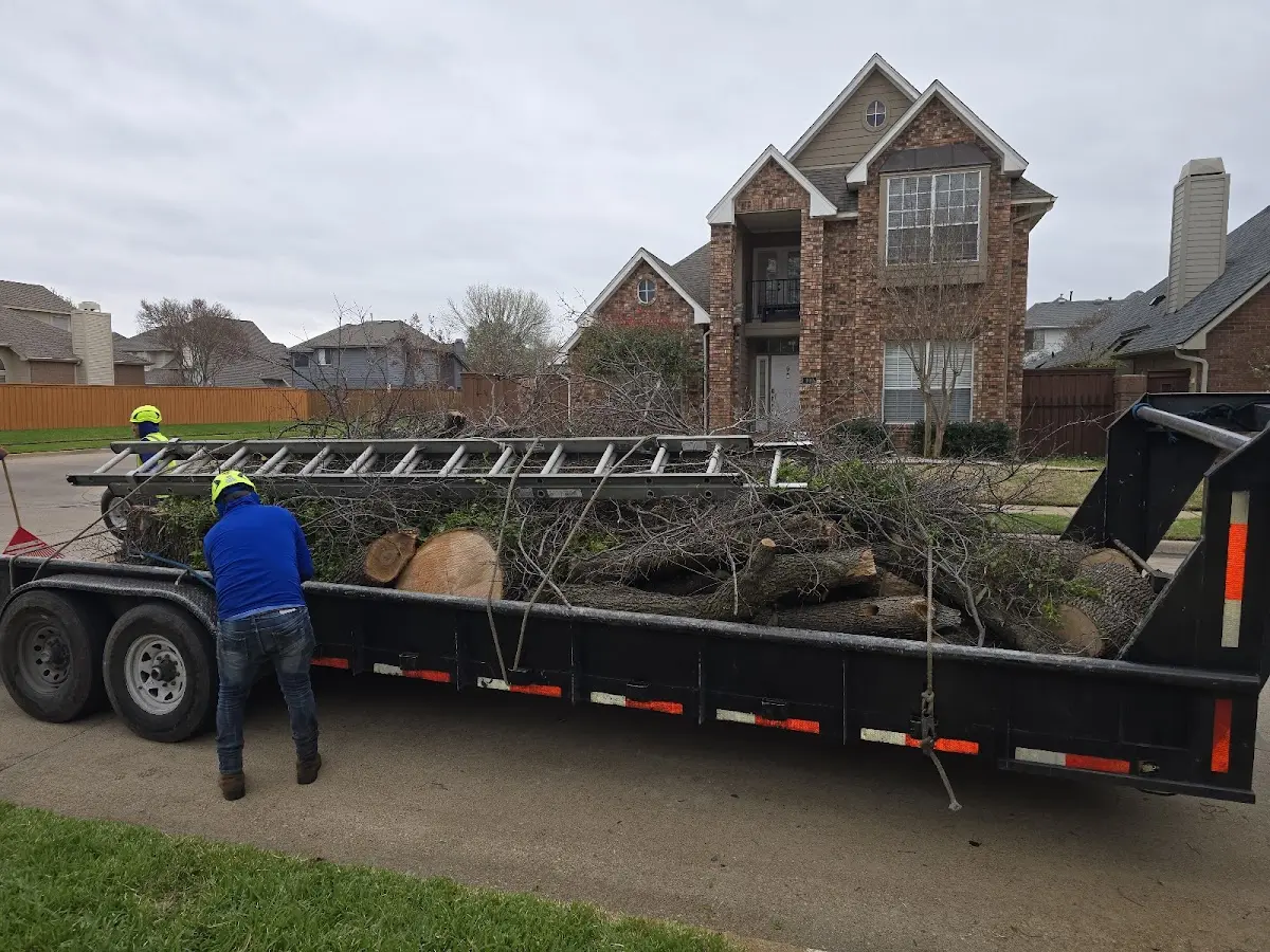 Expert Deadwooding with proper safety equipment in Thornville